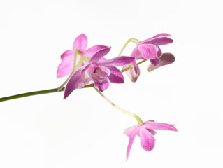Purple Dendrobium orchid isolated on white background