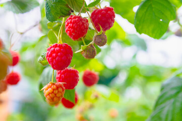 Red raspberries hanging on the bushes of raspberries. Ripe delicious berries in the garden in summer.
