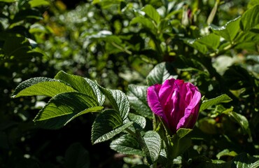 Wild rose opening up