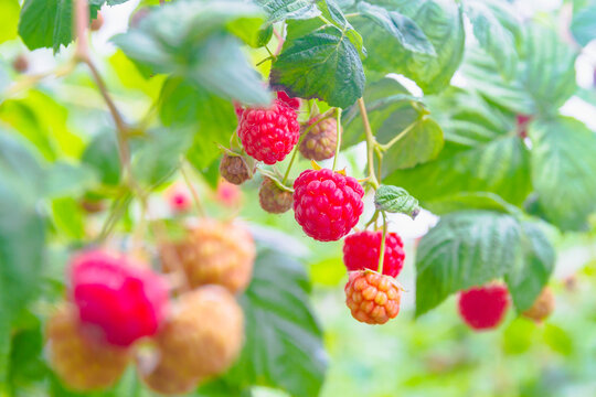 Red raspberries hanging on the bushes of raspberries. Ripe delicious berries in the garden in summer. Lots of raspberries in close-up.