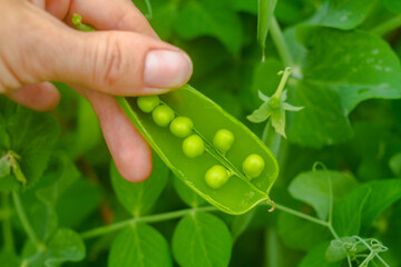 hold an open green pea pod with peas in your hands
