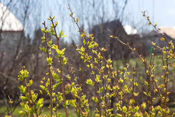 Young green leaves on the shrub.