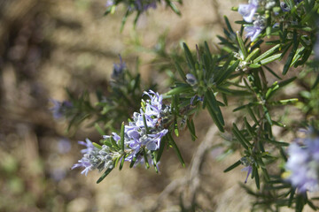 Spring: Rosemary flowers