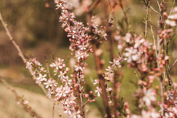 Hello spring concept, branch of blooming almond.