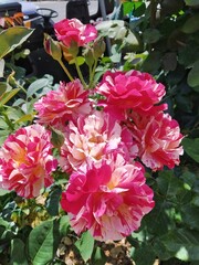 The beautiful striped color of Rosa gallica (Rosa mundi) they have White and pink stripes on flowers,They are the county flower of Lancashire with striped pink blooms, is also known as Rosa mundi.