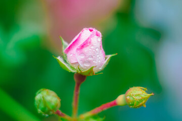 Rosebud close-up on a plant Bush in a flower garden.