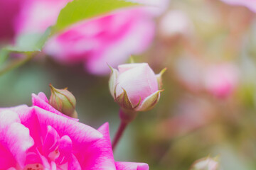Rosebud close-up on a plant Bush in a flower garden. Pink rose flower.