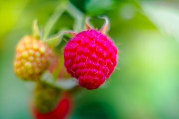 Red raspberry growing in natural environment close-up.