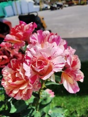 Rosa gallica(Rosa mundi) blooming in sunny day .Rosa gallica ,French rose, or rose of Provins.It was one of the first species of rose to be cultivated in central Europe.