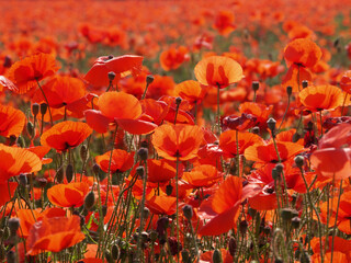 Red sunny poppy field with a rye meadow