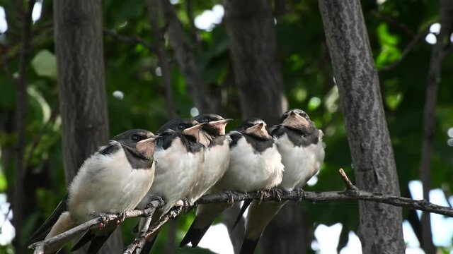 small Chicks of swallows sitting on tree branches waiting for feeding and a mother swallow feeding them against the background of green leaves at an original pace
