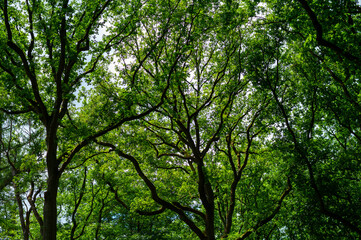 Summer hiking in old oak forest with large trees