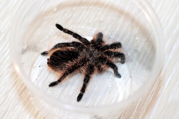 tarantula spider on a white background