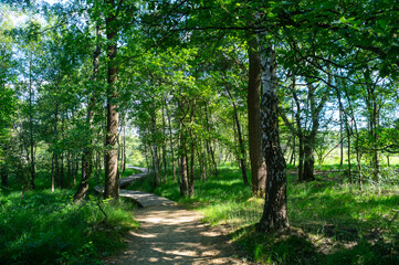 Summer vacation destination in Europe, green Kempen forest and meadows in North Brabant, Netherlands in sunny day