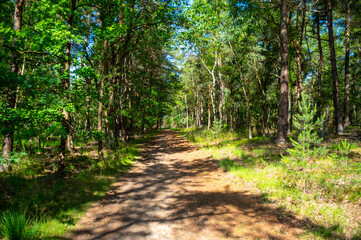 Fototapeta premium Summer vacation destination in Europe, green Kempen forest and meadows in North Brabant, Netherlands in sunny day
