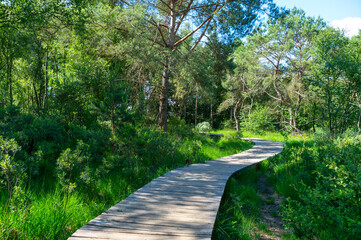 Summer vacation destination in Europe, green Kempen forest and meadows in North Brabant, Netherlands in sunny day