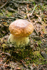 King of edible mushrooms, boletus edulis porcini cepe growing in forest