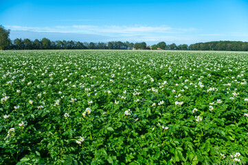 Farming in Netherlands, blossoming potato field in sunny day