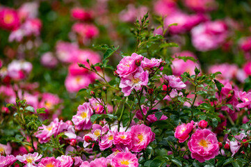 Obraz premium Blossom of pink wild dog roses, summer nature background