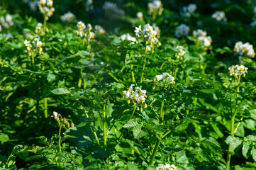 Farming in Netherlands, blossoming potato field in sunny day