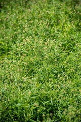 Botanical collection of medicinal and edible plants, Plantago ovata, or blond plantain, desert Indianwheat, blond psyllium plants