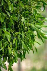 Botanical collection of medicinal or decorative plants and herbs, Viscum album or European mistletoe parasitic plant