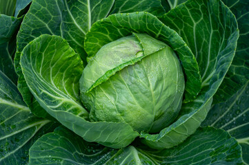 White cabbage head growing in garden