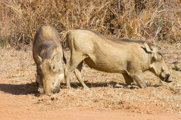 Common warthog (Phacochoerus africanus) pair closeup on their knees grazing in South Africa