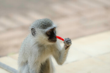 Monkey eating a red sweet