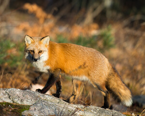 Fox Red Fox animalStock Photo.  Fox Red fox animal on a rock in the forest with bokeh background. Looking at the camera
