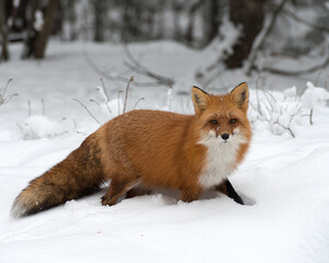 Fox Red Fox Stock Photo.  Fox in the winter season.