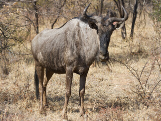 Closeup of solitary blue wildebeest (gnu) standing in the thick bushveld in South Africa