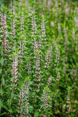 Fototapeta premium Botanical collection of medicinal plants, Leonurus cardiaca, motherwort or throw-wort, lion's tail.