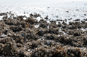 Harvesting of wild oysters shellfish on sea shore during low tide in Zeeland, Netherlands