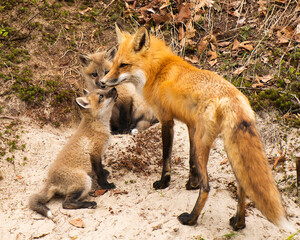 Obraz premium Fox Red Fox Stock Photo. Fox Red Fox magic moment of tenderness between mother and baby fox. Baby foxes.