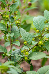 Botanical collection of poisonious plants and herbs, Atropa belladonna or belladonna or deadly nightshade plant