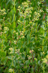Botanical collection of medicinal plants and herbs, Hylotelephium telephium or orpine, livelong, frog's-stomach, harping Johnny, Orphan John and witch's moneybags succulent plant