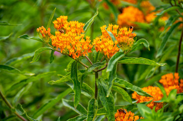 Botanical collection of insect friendly or decorative plants and flowers, Asclepias tuberosa or milkweed, butterfly flower, silkweed, silky swallow-wort, Virginia silkweed plant