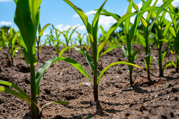 Young green sweet corn plants growing on farm field