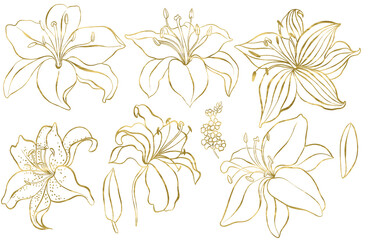 Graphic set with gold lily flowers. 