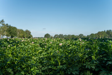Fototapeta na wymiar Farming in Netherlands, blossoming potato field in sunny day