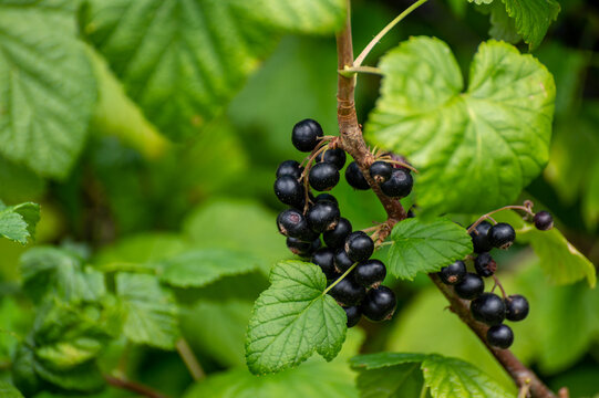 Botanical collection of edible plants and herbs, blackcurrant Ribes nigrum or cassis wooden shrub