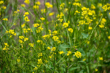 Botanical collection of culinary plants and herbs, yellow or white mustard plant