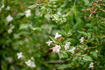 Botanical collection of medicinal and climbing plants, Jasminum officinale, jasmine used in aromatherapy and medicine