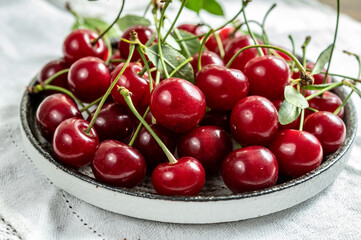 New harvest of red ripe juicy sour cherry or kriek berry