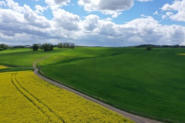 Fototapeta na wymiar Feldweg im Rapsfeld und Weideland mit wolkigen Himmel