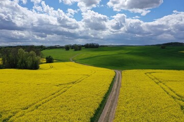 Obraz premium Feldweg im Rapsfeld mit wolkigem Himmel