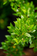 Obraz premium Botanical collection of medicinal plants and herbs, Myrtus communis or true myrtle plant used in aromatherapy and medicine