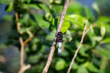 Fototapeta premium Wildlife in summer, dragonfly sits on twig