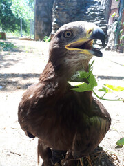 Berkut. Portrait of the Golden eagle - the most famous bird of prey of the hawk family. Beautiful wild bird in captivity. Close-up view of a bird of prey.